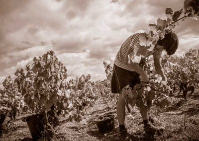 Taille de vigne production de vin bio